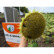 Ранній гібрид соняшнику НС Х 6044 OR6+ (фракція екстра). Синельникове
