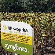 Насіння соняшника НК Фортімі КЛ. -> Насіння соняшника НК Фортімі КЛ. Бровари