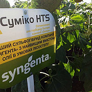 Насіння соняшника Суміко HTS. Бровари