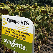 Насіння соняшника Субаро HTS. Бровари