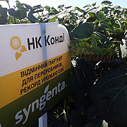 Насіння соняшника НК Конді. Бровари