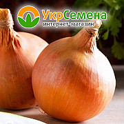 Лук-сівок Стурон (Zambezi 10/21) 0,5 кг, Нідерланди. Краматорськ