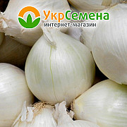 Лук-сівок Стардаст (Stardast 10/21) 0,5 кг, Нідерланди. Краматорськ