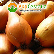 Лук-сівок Бамбергер (грушоподібний) 0,5 кг, Нідерланди. Краматорськ
