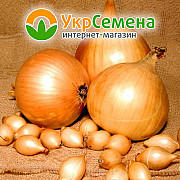 Цибуля-сівок Центурион (Centurion 8/21) 0,5 кг, Нідерланди. Краматорськ