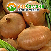 Цибуля-сівок "Штутгартен Ризен" (10/21) 0,5 кг, Нідерланди. Краматорськ