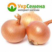 Лук-сівок Коррадо (Burgos 10/21) 0,5 кг, Нідерланди. Краматорськ