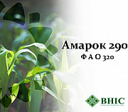 Насіння кукурудзи Амарок 290 (FAO 320). Київ