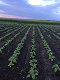 Продам насіння соняшнику: Syngenta, Pioneer, Euralis, LG від 3000 грн. Миколаїв