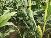 Гібрид кукурудзи BEANIA FAO 160 Лабуле. Київ