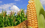 Насіння кукурудзи гібрид Гран 6 (FAO 300). Київ