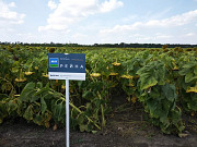 Продам насіння соняшнику. Вінниця