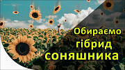 Насіння соняшника на посів 2020 | Купуйте вигідно у нас. Київ