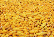 Агропродукція. Чернігів
