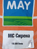 Семена соняшнику Сирена МС. Київ