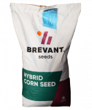Сім'я кукурудзи МТ МАТАДО від компанії BREVANT Seeds. Кропивницький