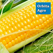 Сім'я кукурудзи Галатея. Київ