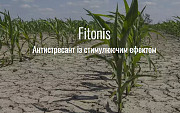 Фіто Ніс. Київ
