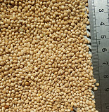 Просо, насіння сорту Омріяне 1, репродукція. Харків