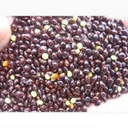 Продам насіння проса. Вільногірськ