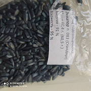 Продам насіння соняшника. Запоріжжя