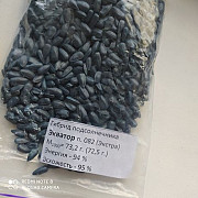 Продам насіння соняшника. Запоріжжя