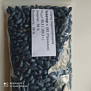 Продам насіння соняшника. Запоріжжя