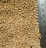 Просо насіння сорт Омріяне 1 репродукція. 

Просо насіння сорт Омріяне, 1 репродукція. Київ