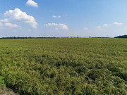 Продам насіння проса. Вільногірськ