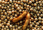 Закупівля сої. Продам сою. Куплю сою. Львів