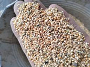 Купуємо зернові відходи, браковану продукцію. Працюємо з посередниками. Кропивницький
