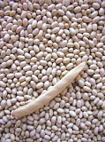 Насіннєва квасоля дрібна біла. 
(Seed beans are small white.) Полтава