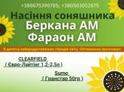 Насіння соняшника. Доступні, олійні, високопродуктивні гібриди. Полтава