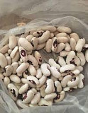 Куплю квасоль. Житомир