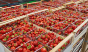 Продаж оптом полуниці. Сорти: Румба, Клері, Хоней, Волинська область. Камінь-Каширський