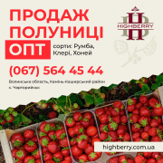 Продаж оптом полуниці. Сорти: Румба, Клері, Хоней, Волинська область. Камінь-Каширський