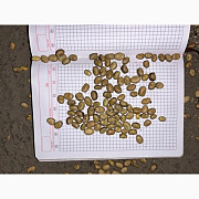 Продам кормові боби, Львівська область. Україна