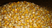 Кукурудза, пшениця, фураж, Закарпатська область. Україна