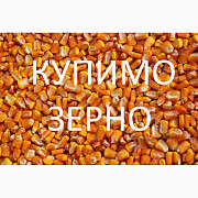 Постійно купуємо кукурудзу, Закарпатська область. Україна