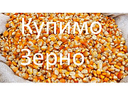 Беремо кукурудзу постійно, Закарпатська область. Україна