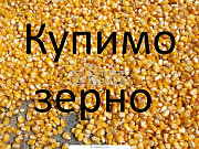 Дорого і постійно кукурудза, Закарпатська область. Україна