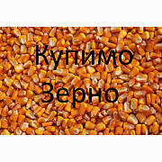 Компанія купить дорого кукурудзу, Закарпатська область. Україна
