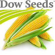 Посівний матеріал кукурудзи від компанії Dow Seeds, Кіровоградська область. Україна