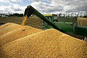 Купимо кукурудзу різної якості, Львівська область. Україна