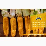 Сім'я кукурудзи / Насіння кукурудзи Подільський 274 СВ від ПБФ «Колос», Харківська область. Україна
