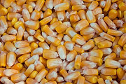 Продам насіння від постачальника, Харківська область. Україна