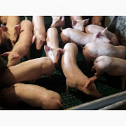 Куплю свиней живою вагою. Київ