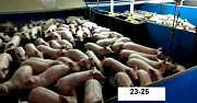 Поросята PIC, DanBred оптом. Доставка. Черкаси