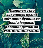 Куплю квіти липи, бузини. Полтава
