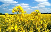 Грим, Блекстоун, насіння озимого ріпаку під євро-лайтнінг. Вінниця